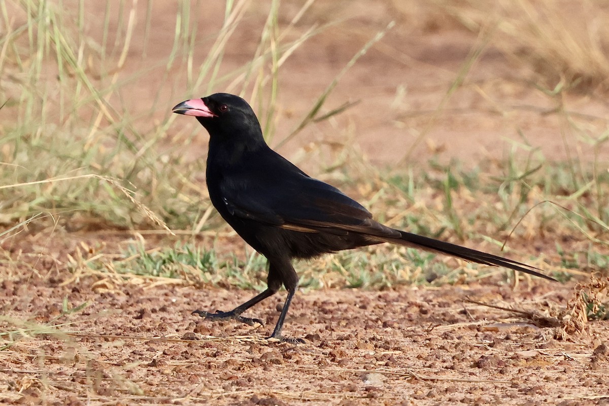 Piapiac - ML645492743