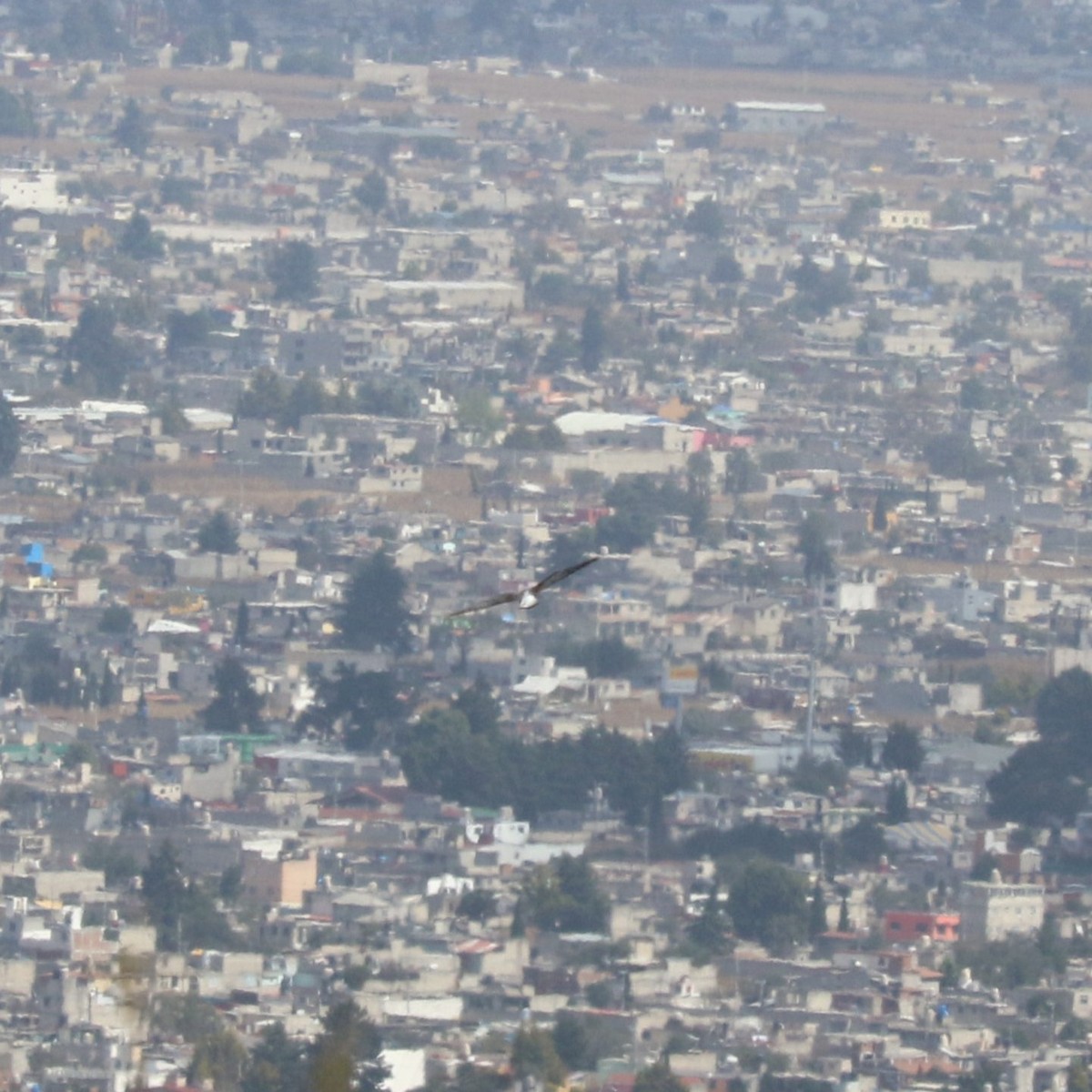 White-tailed Hawk - ML645492749