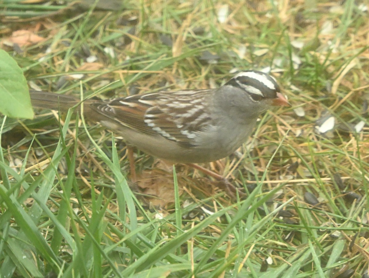 White-crowned Sparrow - ML645492753