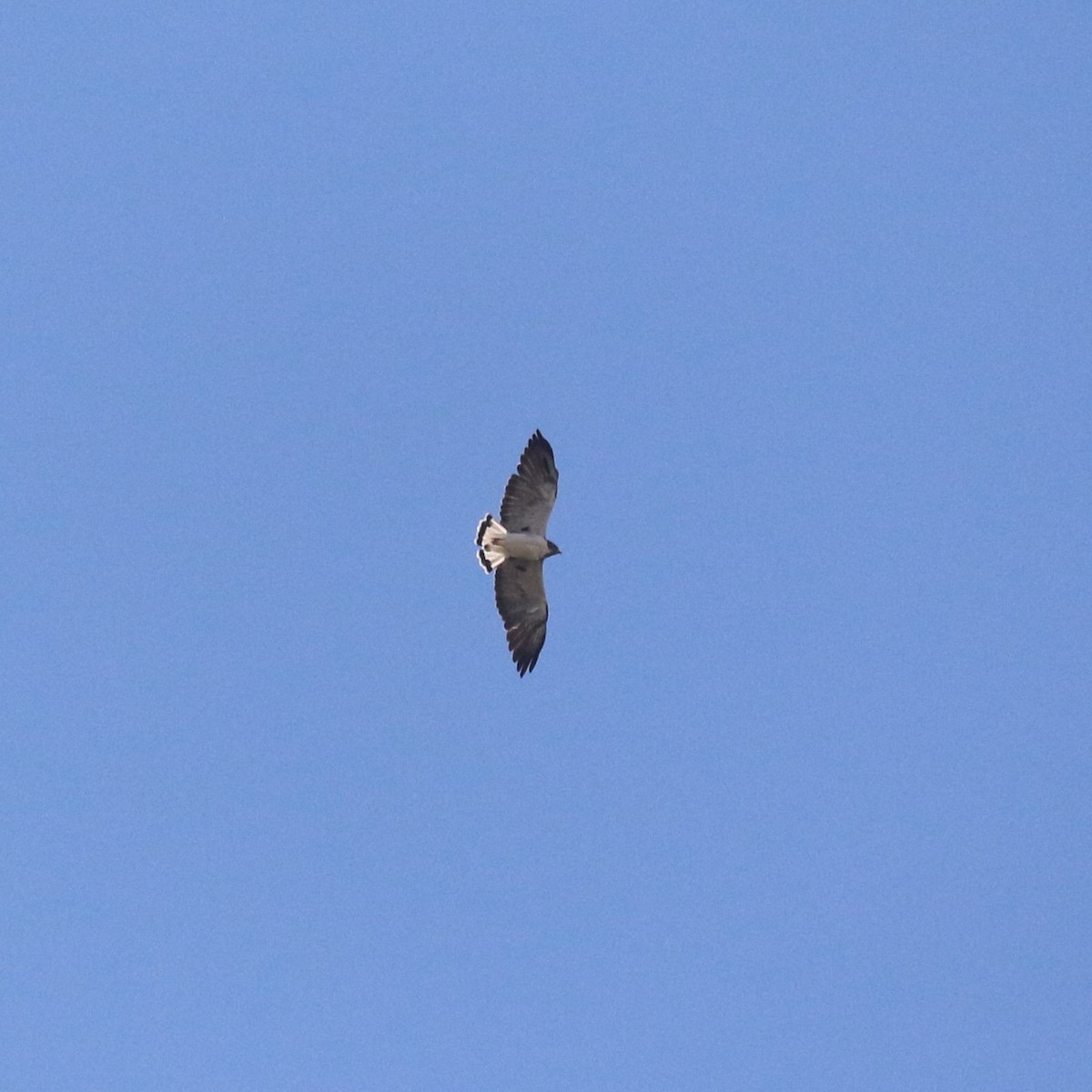 White-tailed Hawk - ML645492772