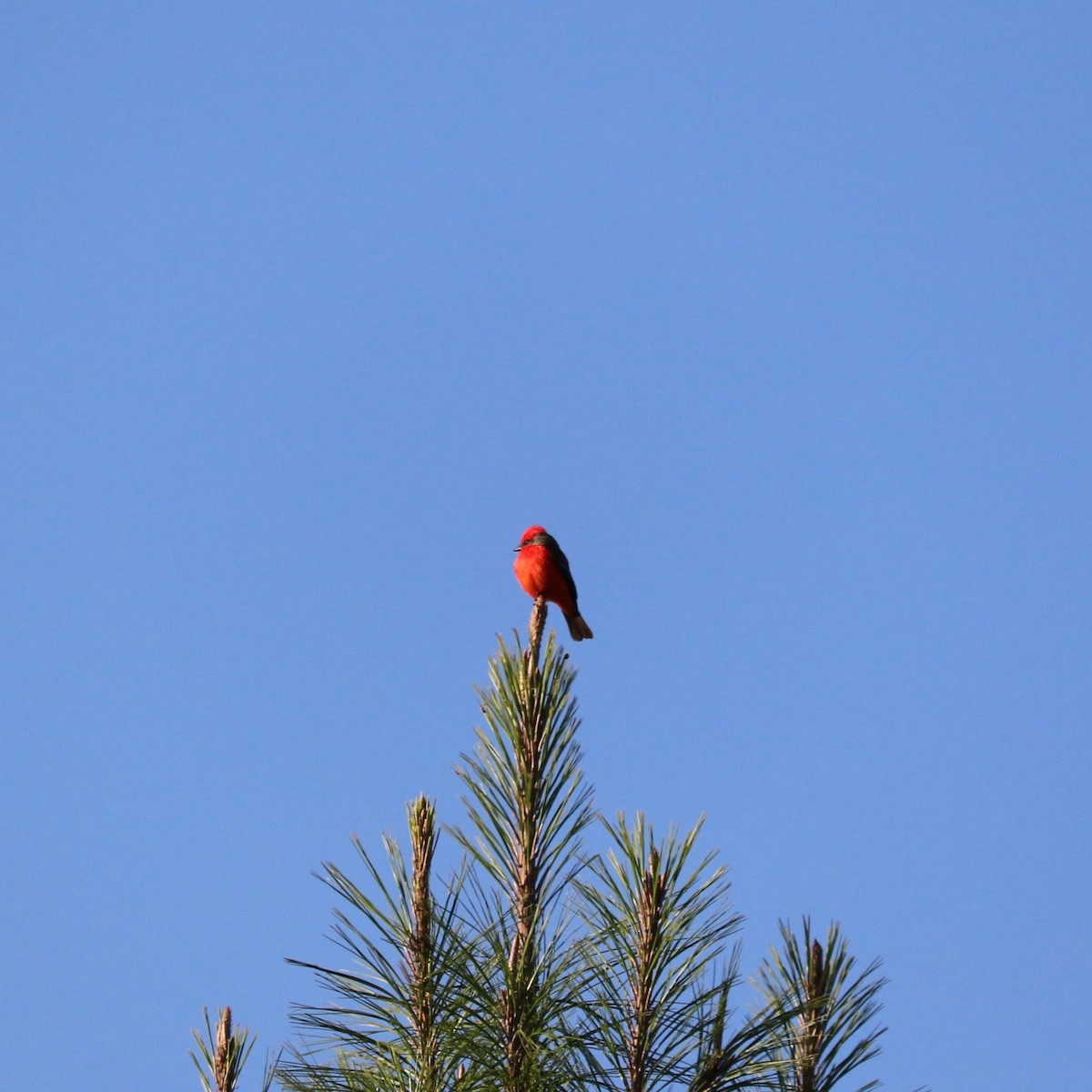 Vermilion Flycatcher - ML645492775