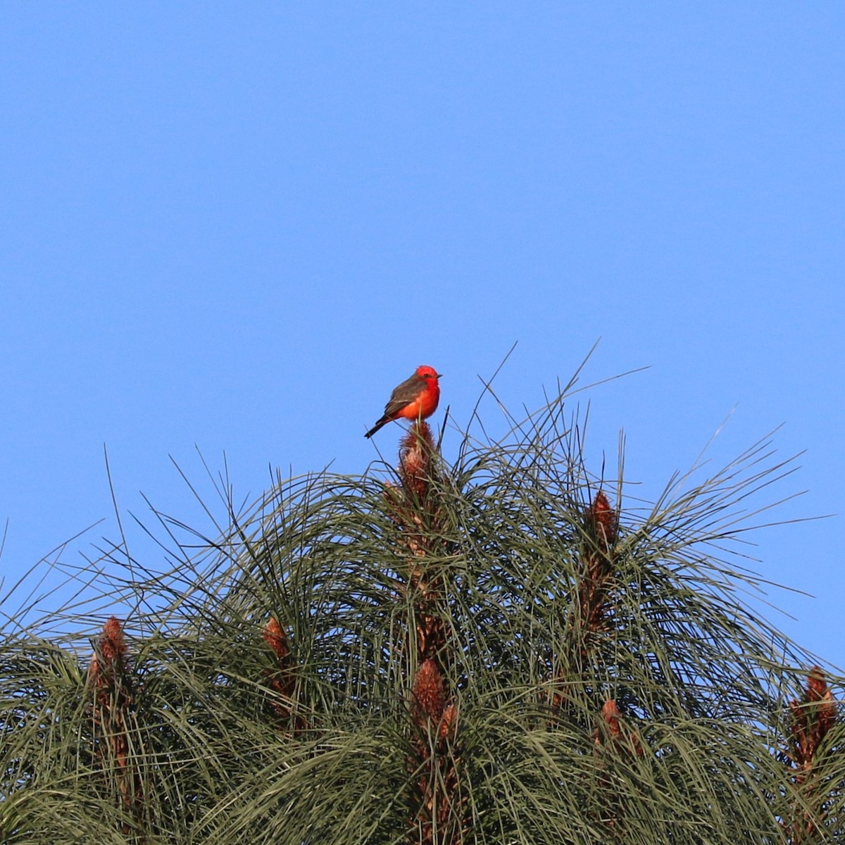 Vermilion Flycatcher - ML645492776