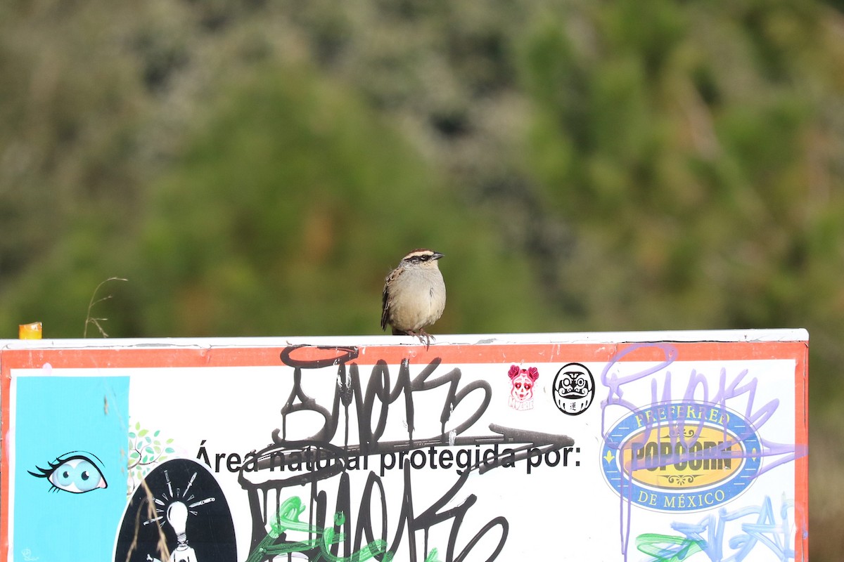 Striped Sparrow - ML645492780