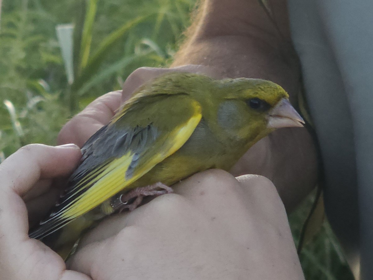 European Greenfinch - ML645492787