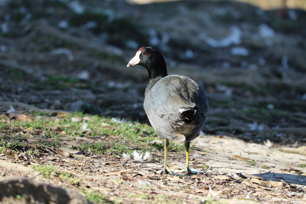 American Coot - ML645492788