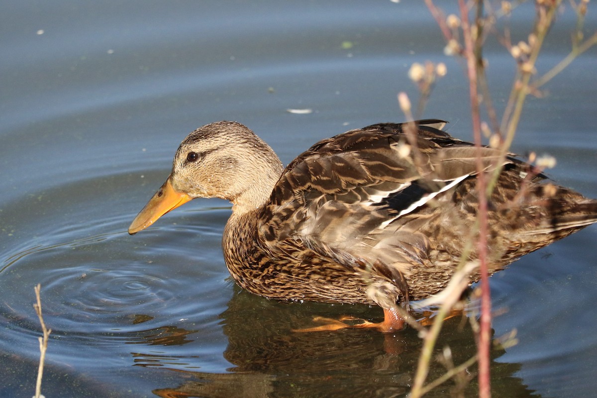 Mexican Duck - ML645492790