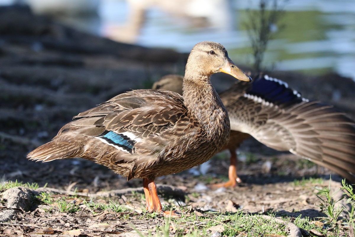 Mexican Duck - ML645492793