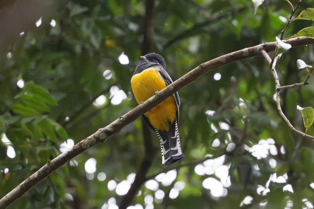 Gartered Violaceous Trogon - ML645492796