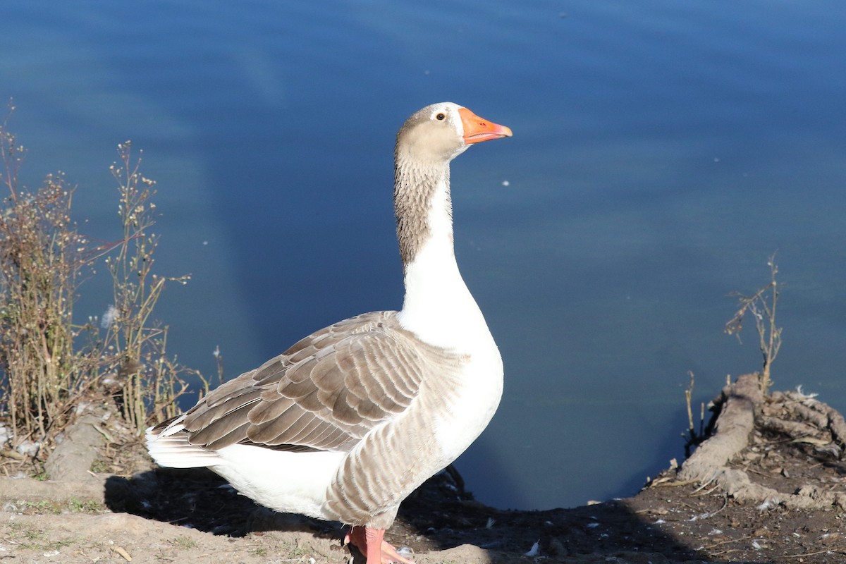 Graylag Goose (Domestic type) - ML645492798