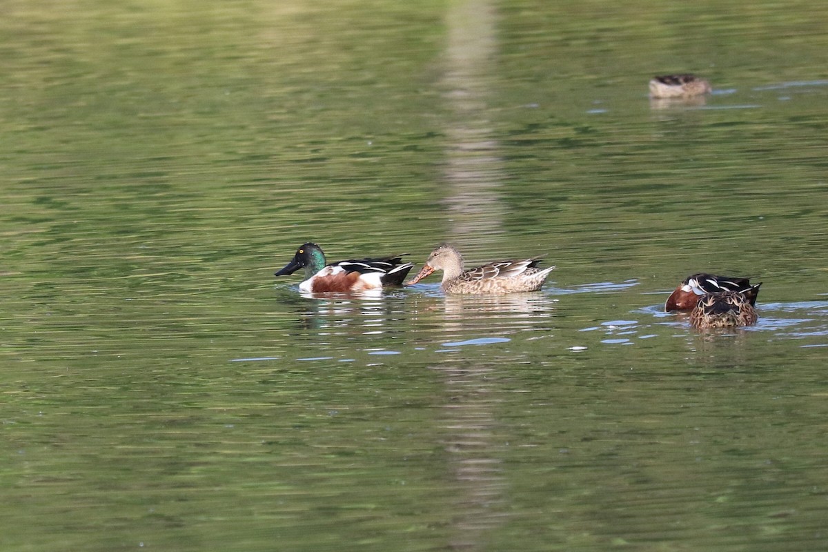 Northern Shoveler - ML645492799