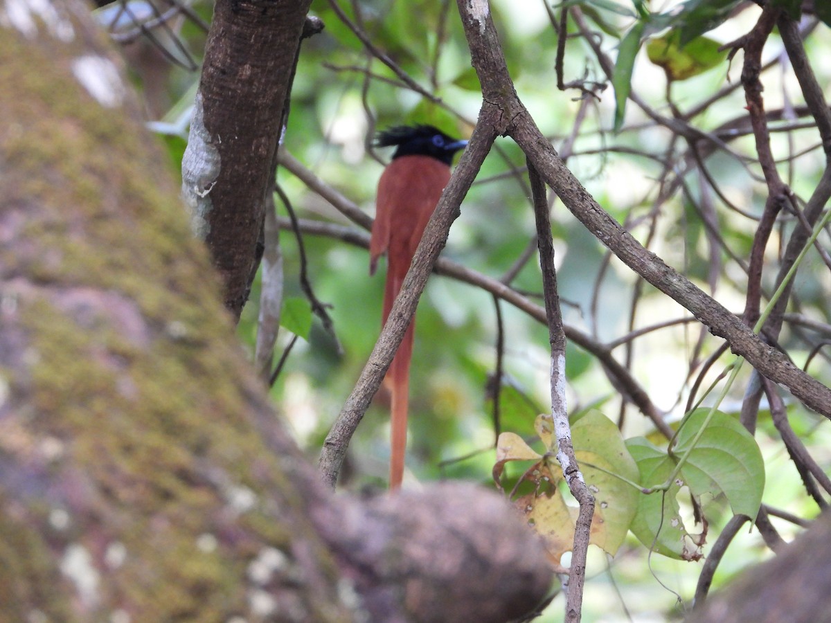 Indian Paradise-Flycatcher - ML645492803