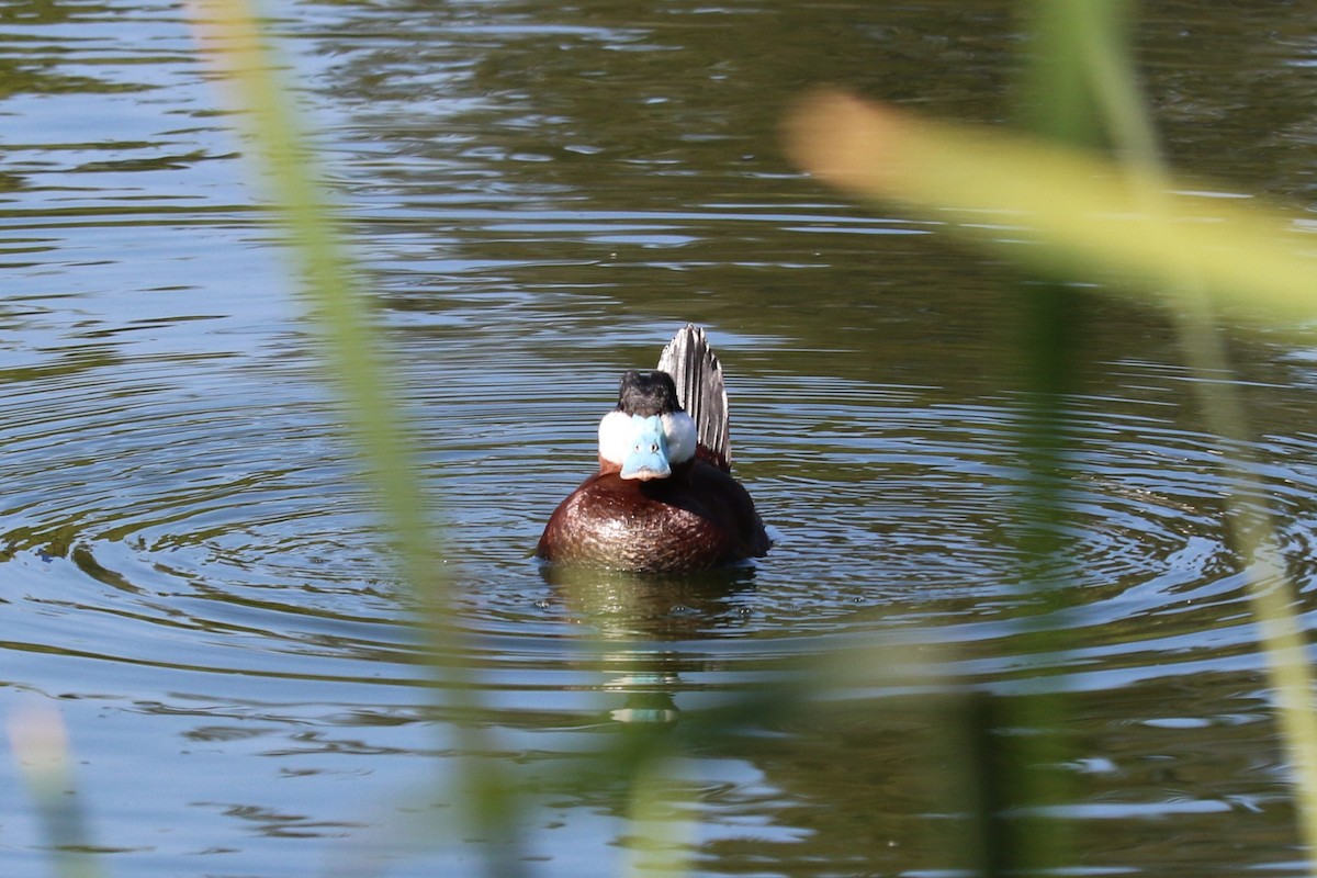 Ruddy Duck - ML645492810