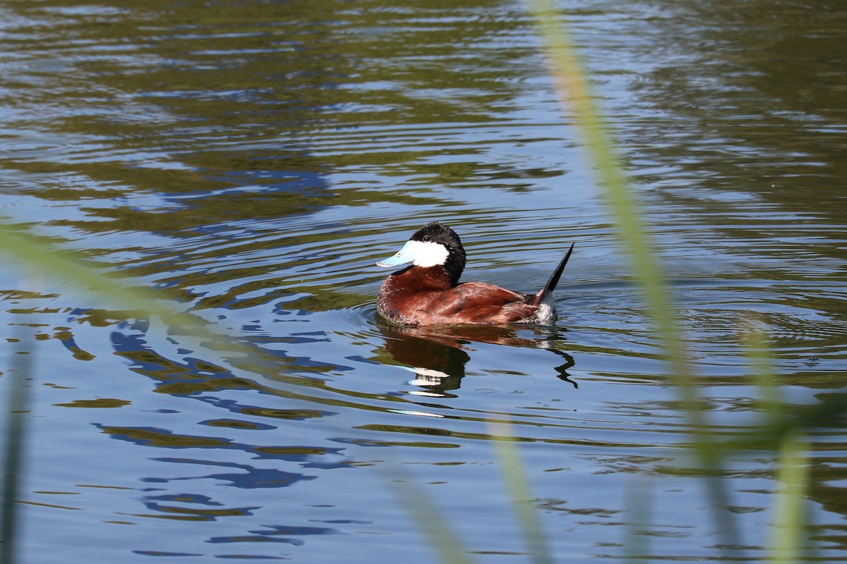 Ruddy Duck - ML645492811