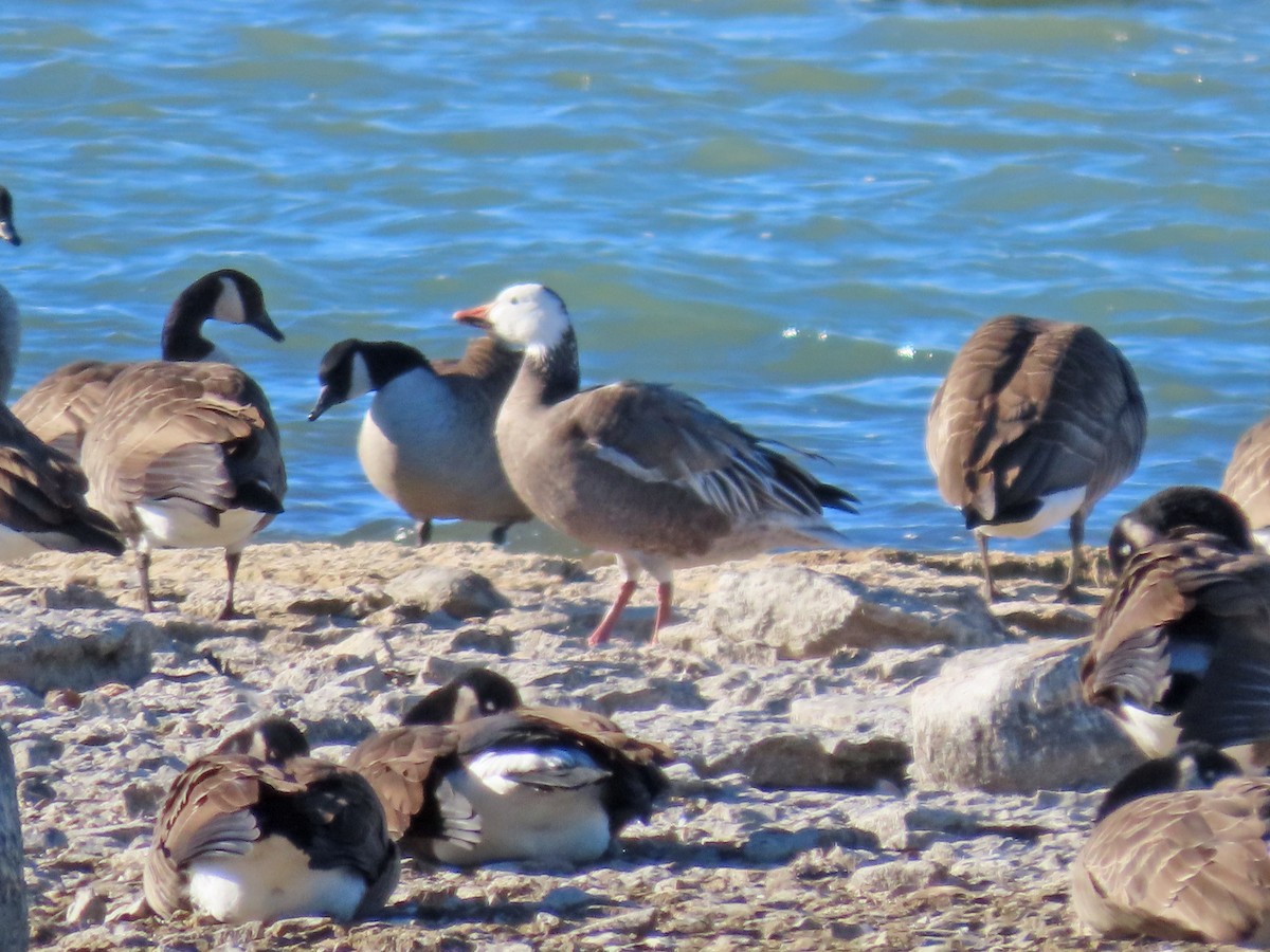 Цасны галуу - ML645492812