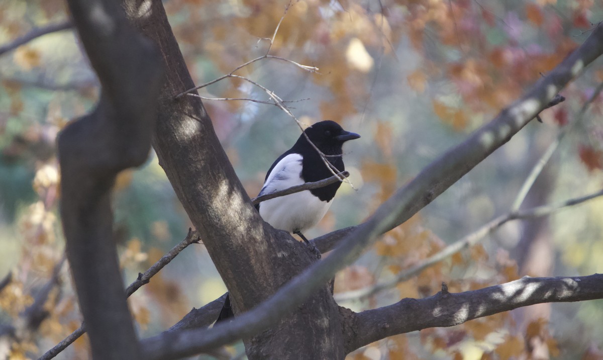 orientskjære - ML645492814