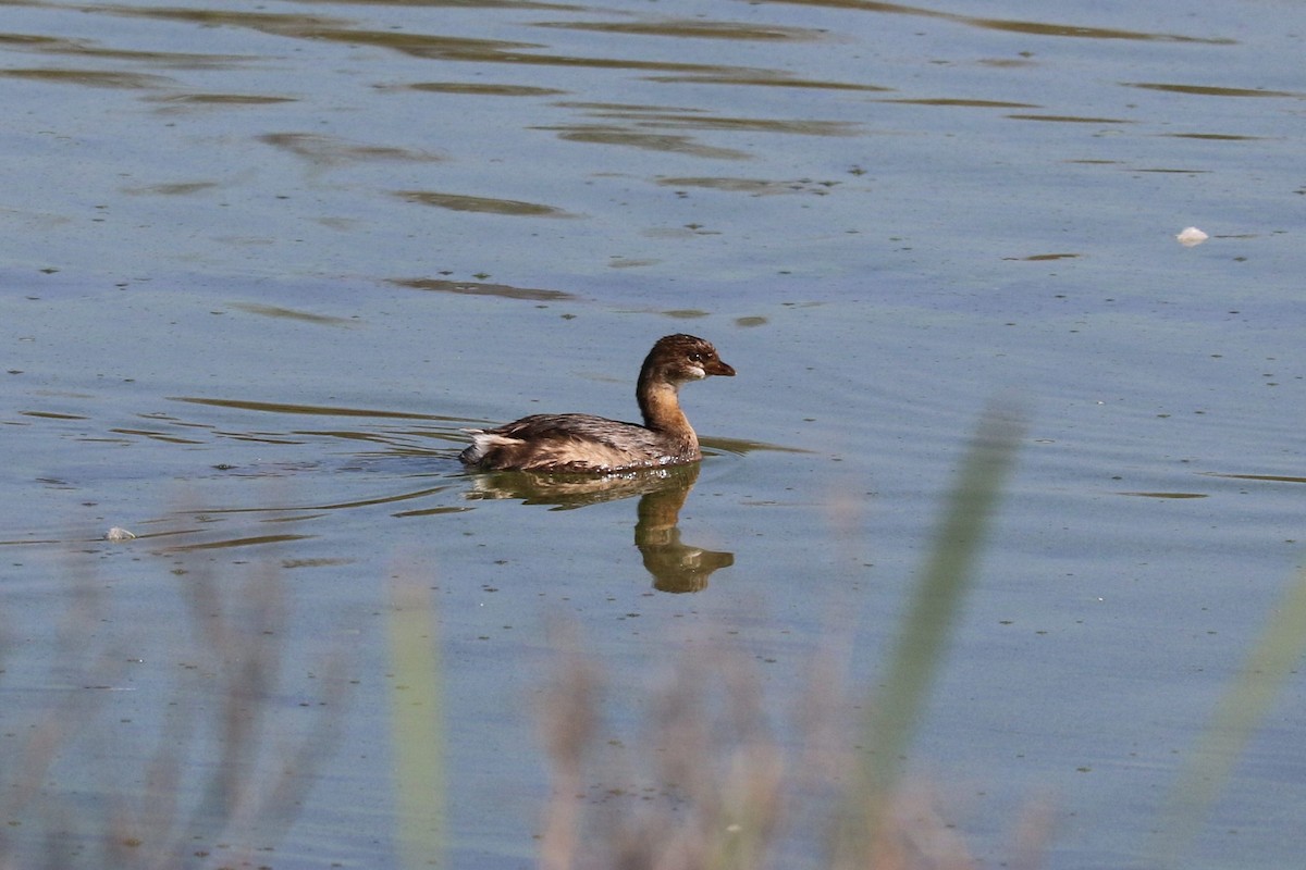Pied-billed Grebe - ML645492817