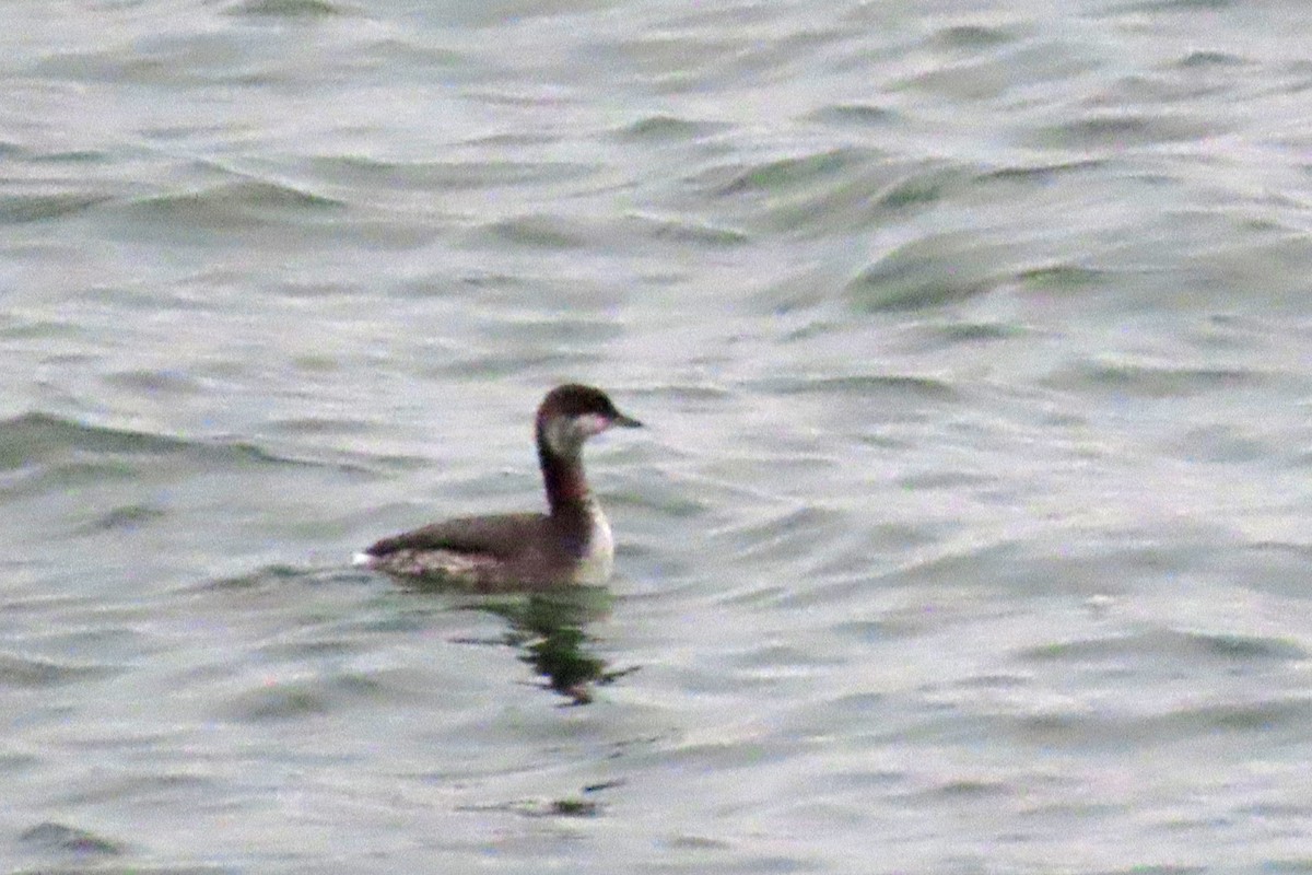 Красношейная поганка - ML645492824