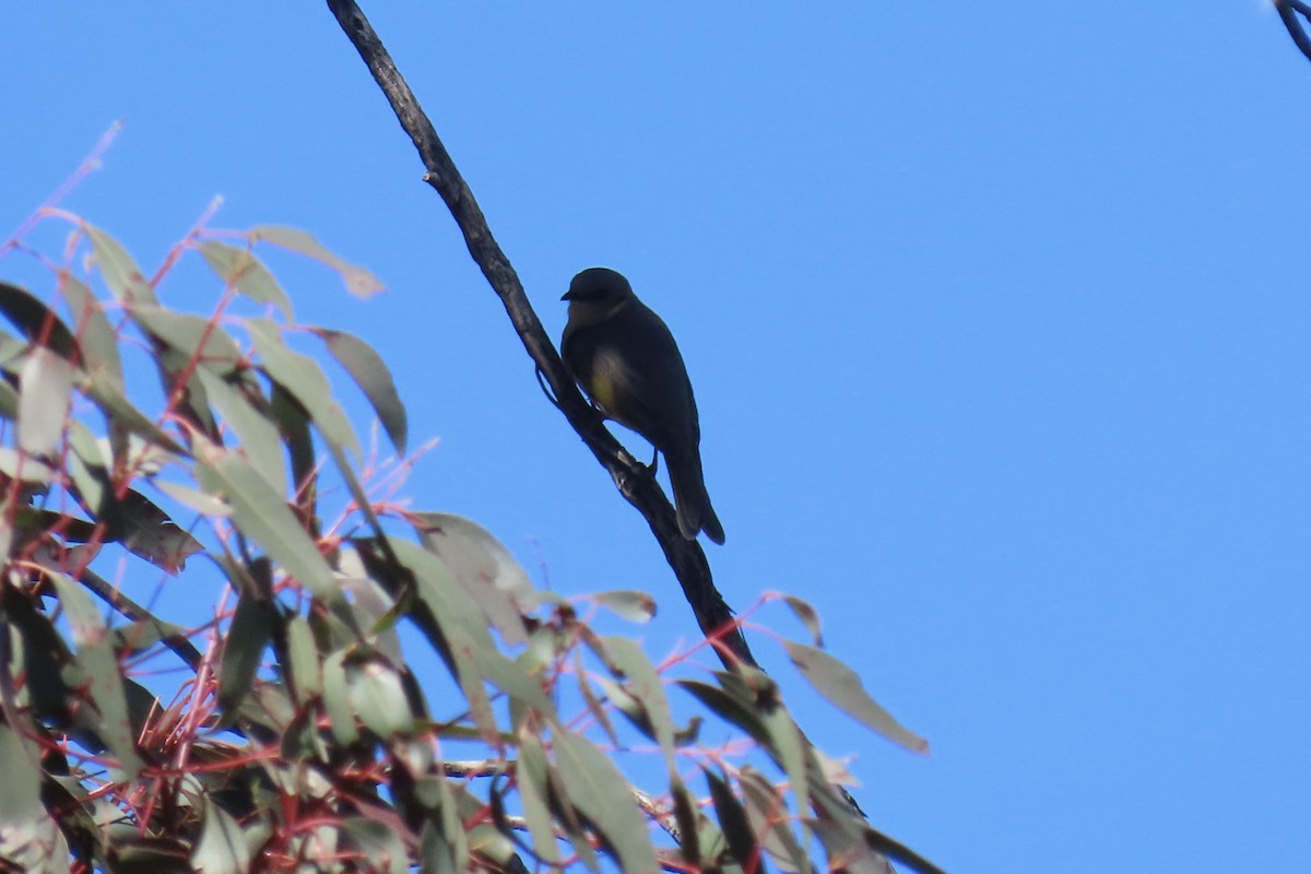 hvitsmykkehonningeter - ML645492825