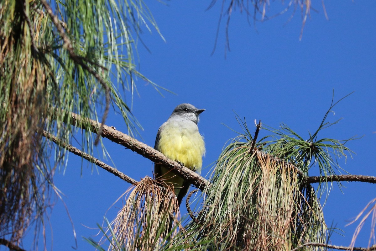 Cassin's Kingbird - ML645492826