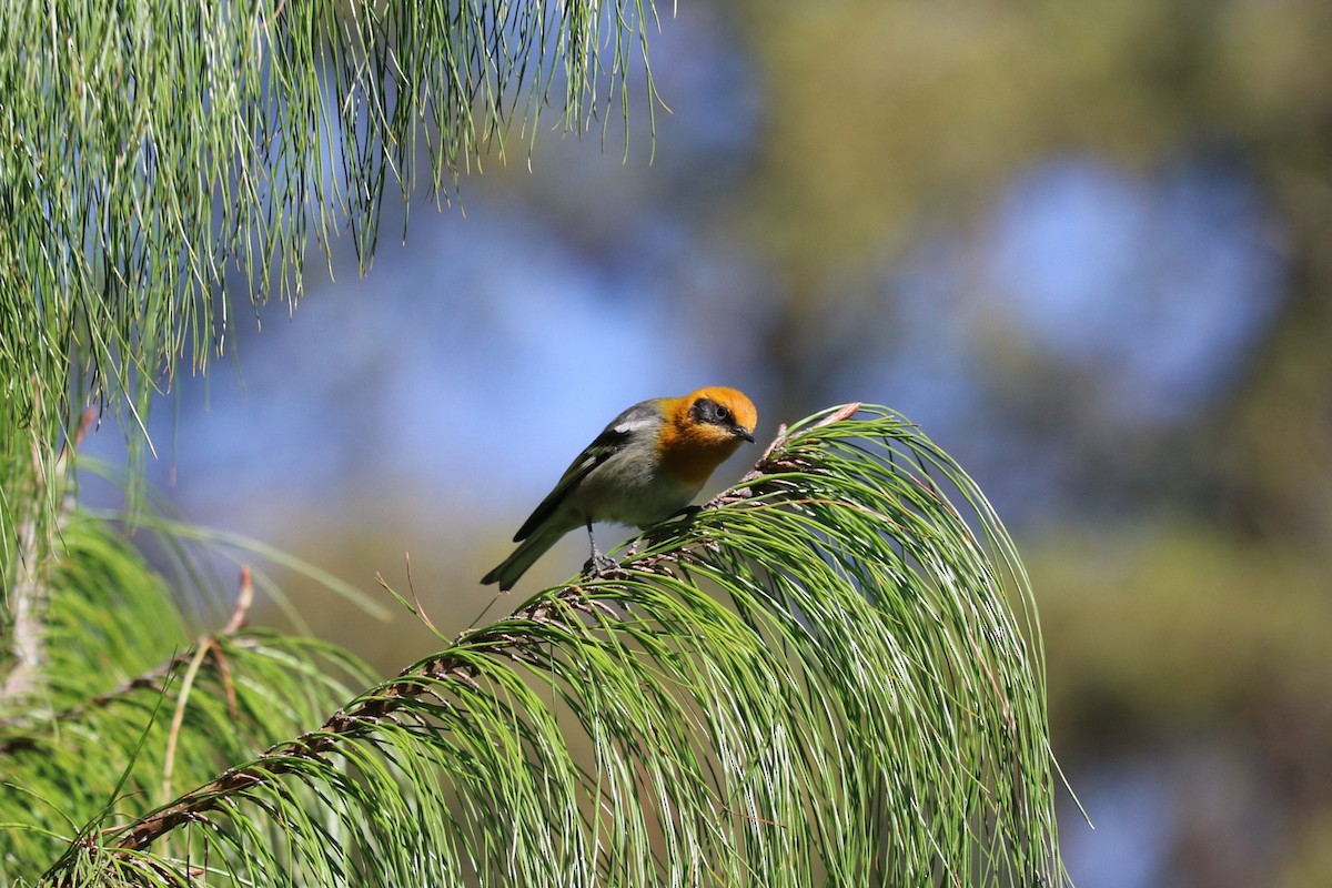 Olive Warbler - ML645492832