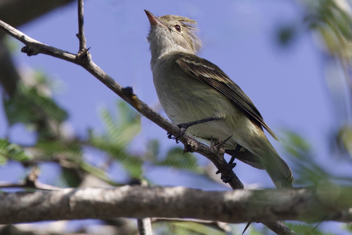 Élénie siffleuse - ML645492838
