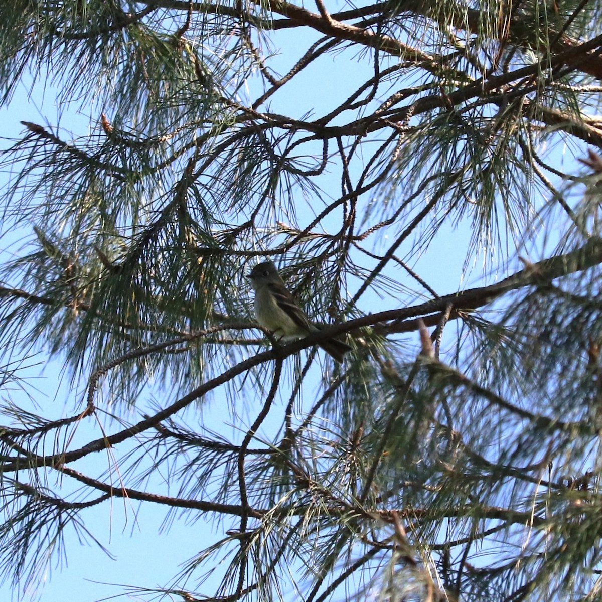 חטפית Empidonax בלתי-מזוהה - ML645492839