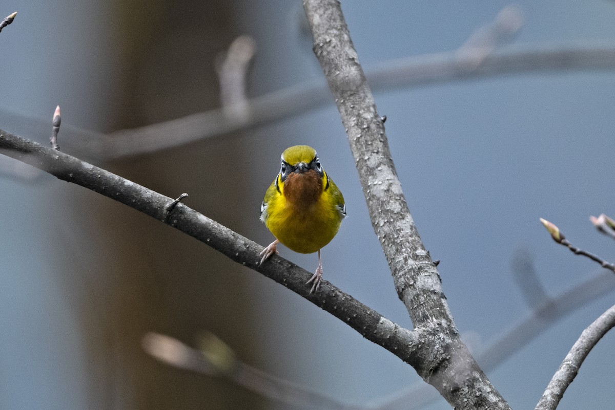 Black-eared Shrike-Babbler - ML645492845