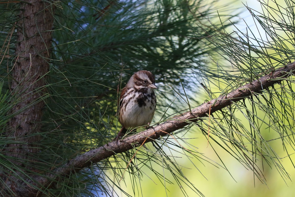 Song Sparrow - ML645492846