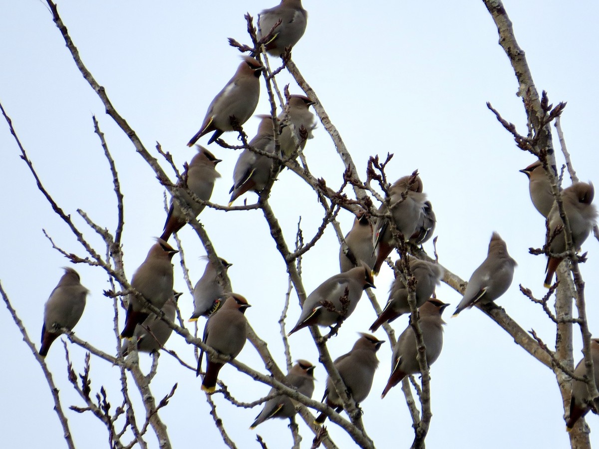 Bohemian Waxwing - ML645492847