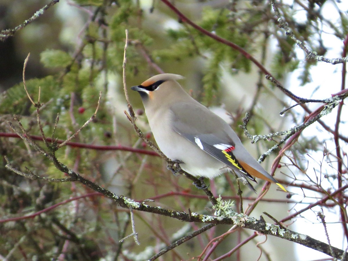 Bohemian Waxwing - ML645492848