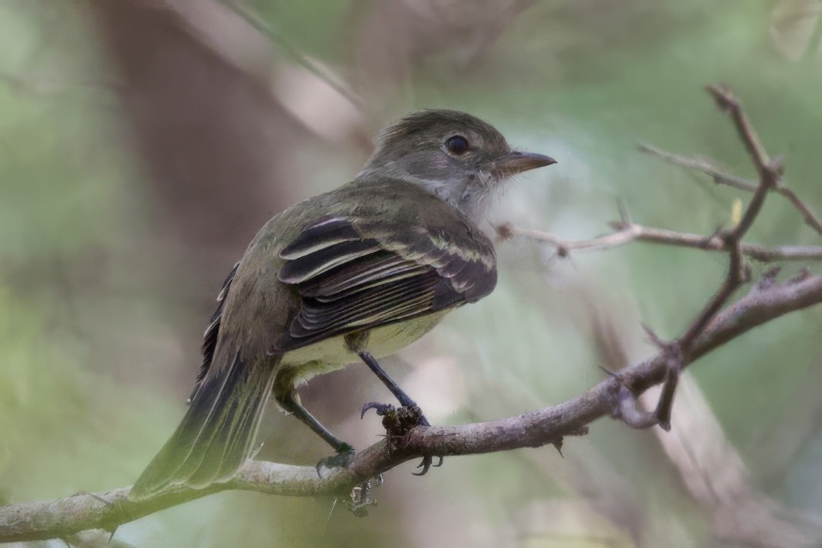 Élénie siffleuse - ML645492849