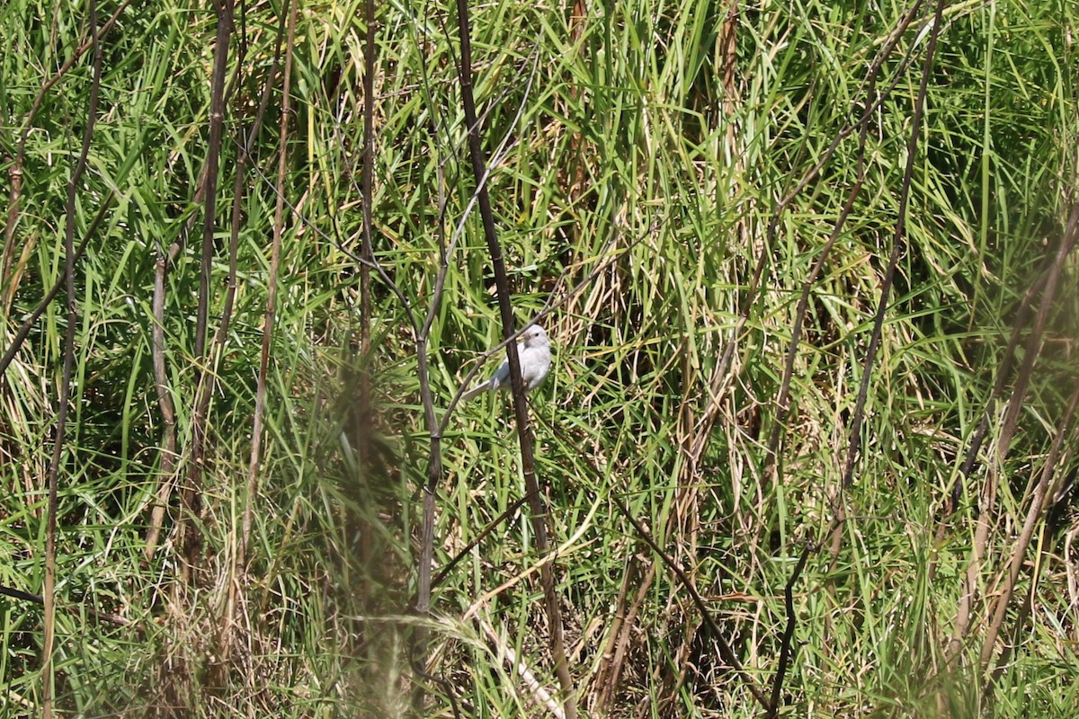 Song Sparrow - ML645492850