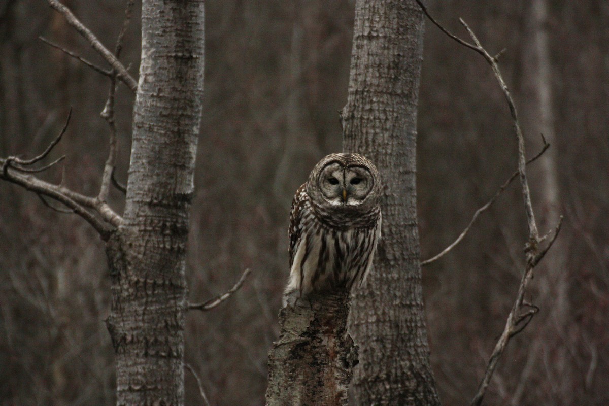 Barred Owl - ML645492867