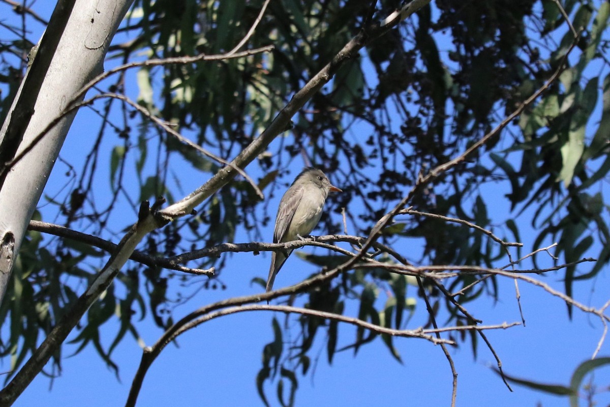 Greater Pewee - ML645492868