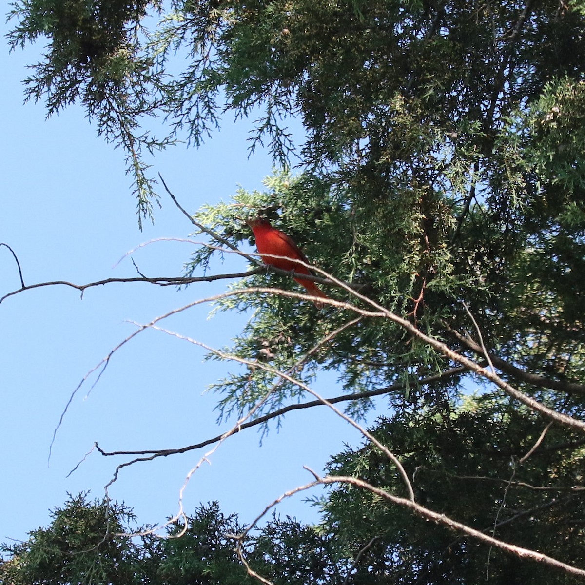 Summer Tanager - ML645492872