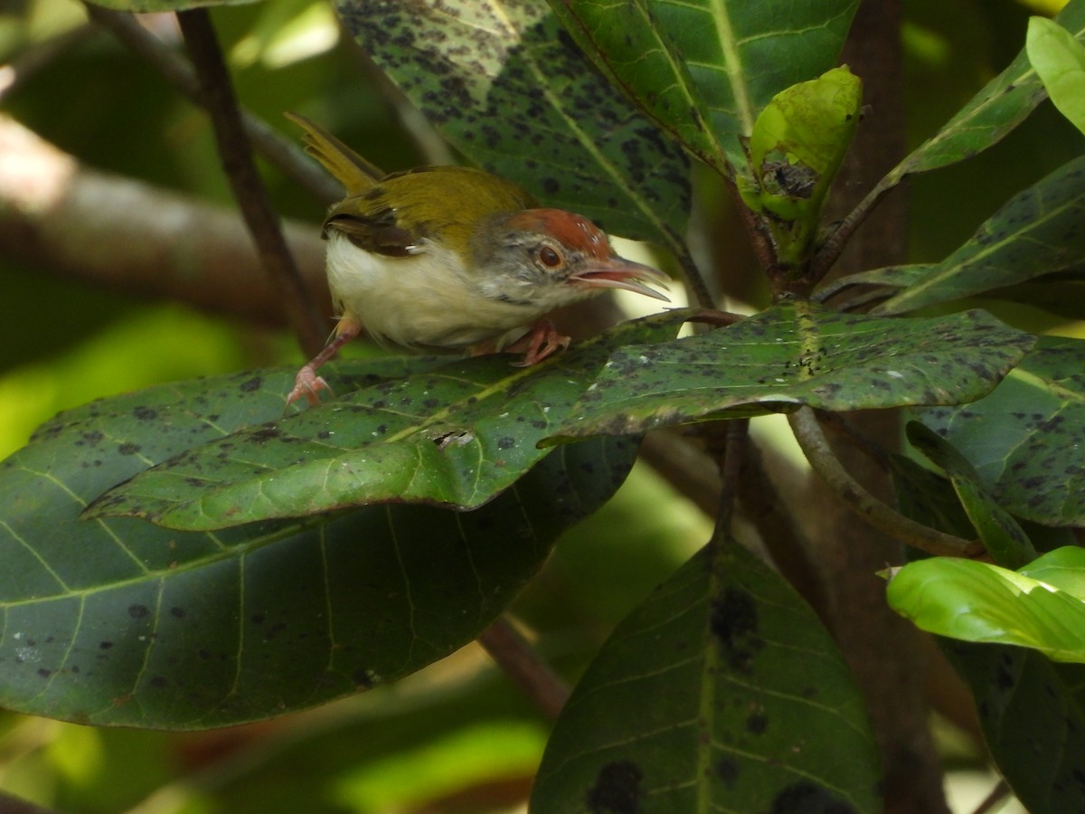 Common Tailorbird - ML645492873