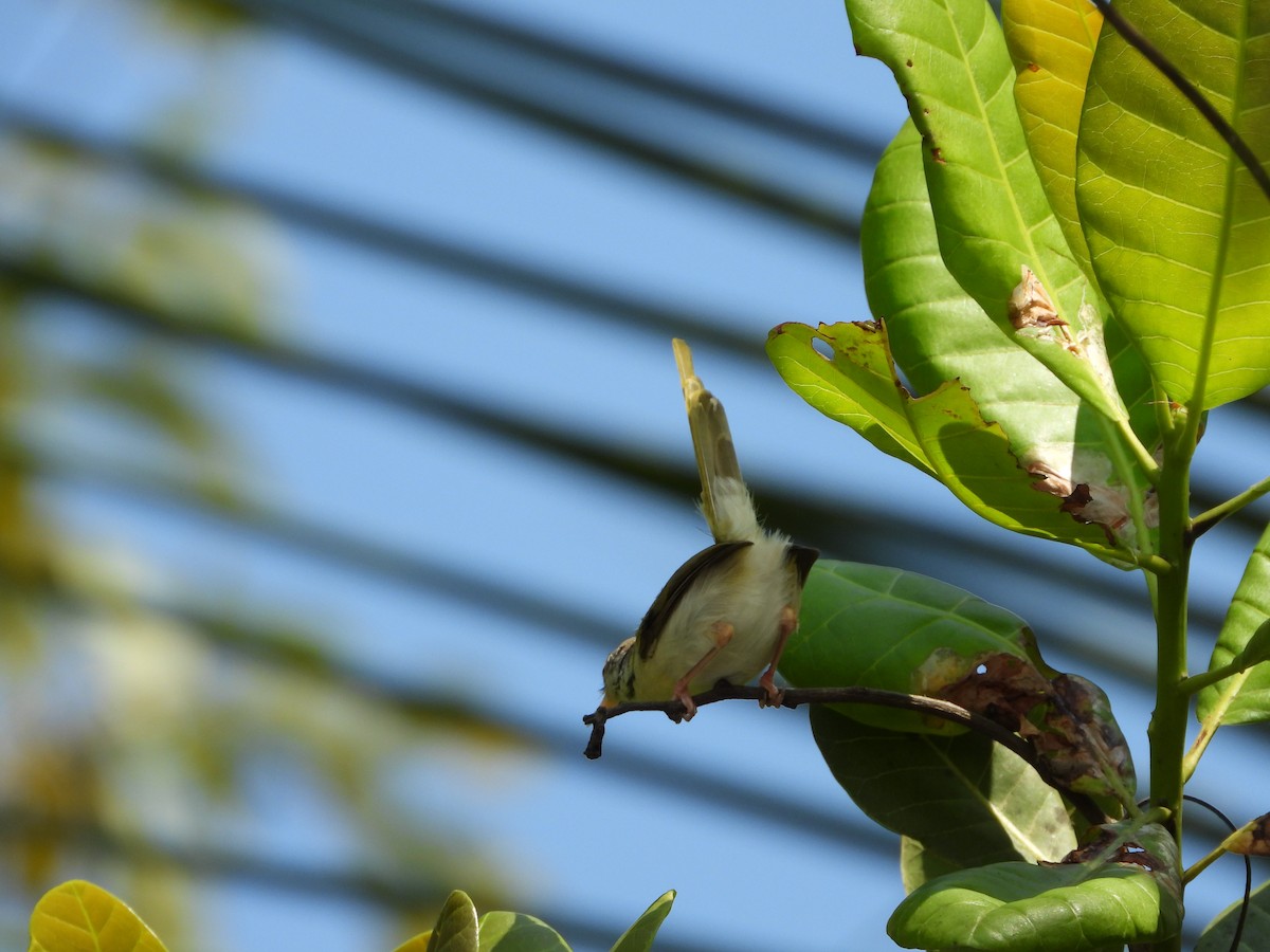 Common Tailorbird - ML645492874
