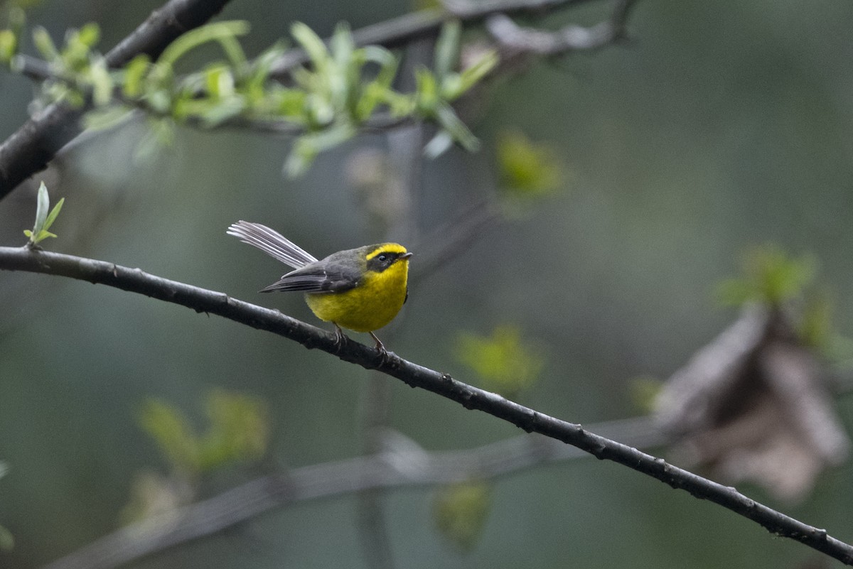 Yellow-bellied Fairy-Fantail - ML645492877