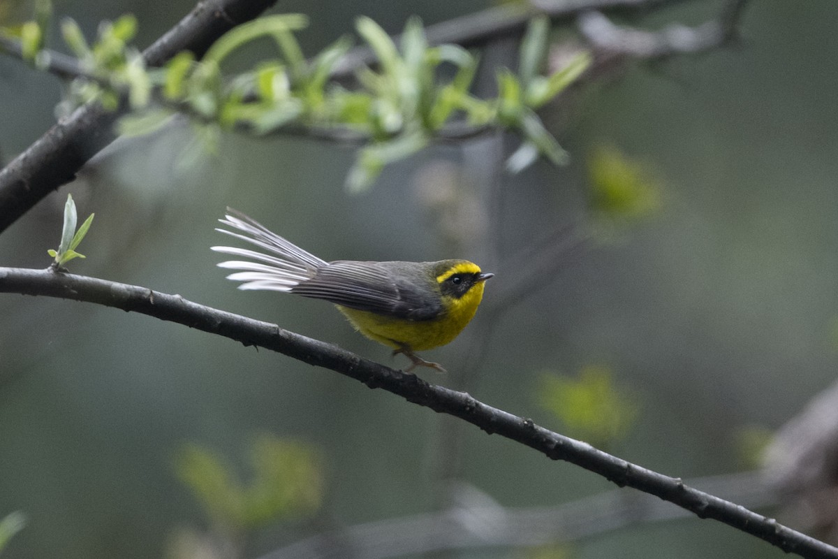Yellow-bellied Fairy-Fantail - ML645492878