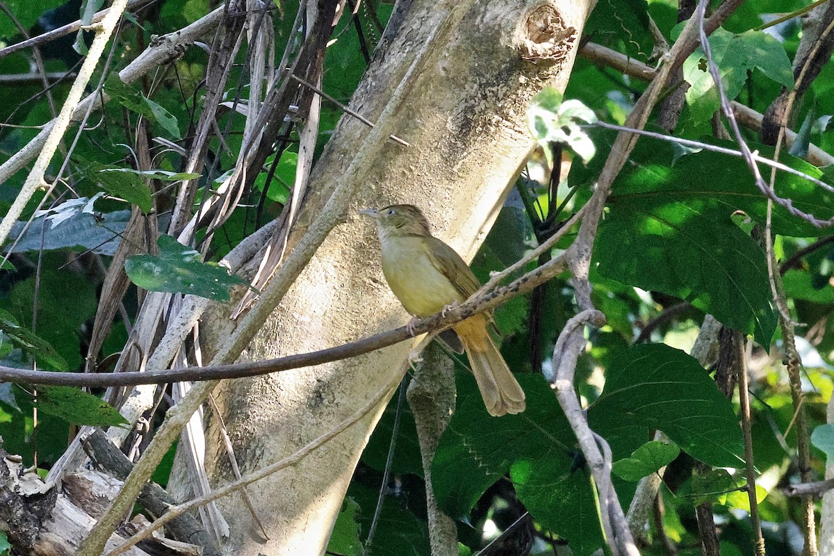 Сероглазый бюльбюль [группа propinqua] - ML645492880