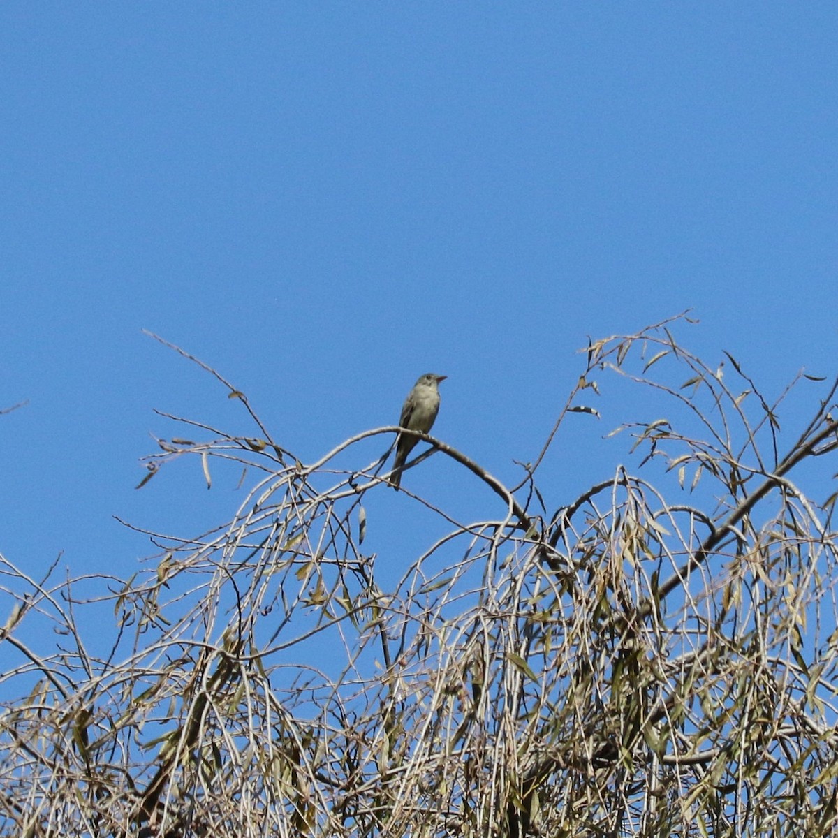 Greater Pewee - ML645492885