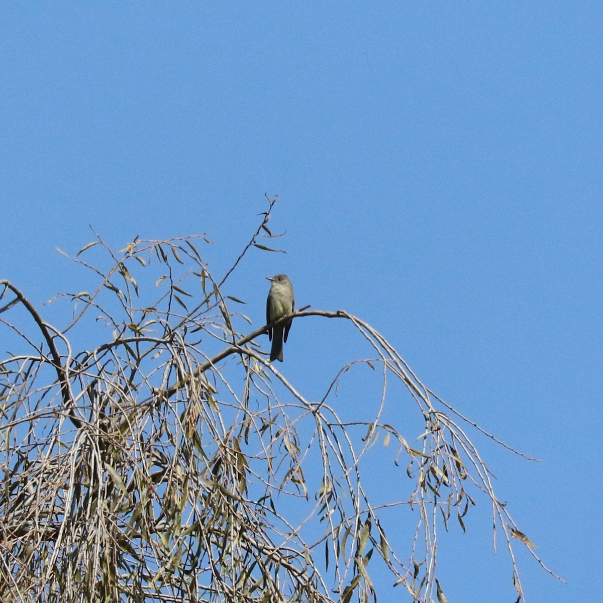 Greater Pewee - ML645492886