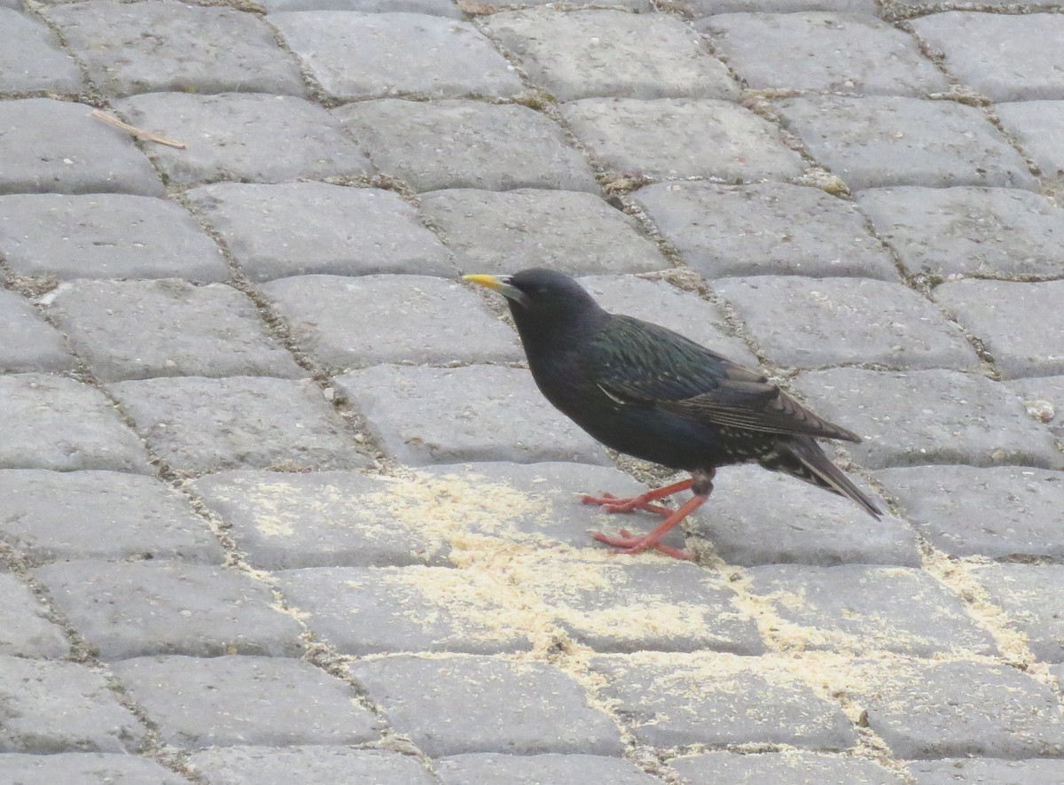 Шпак звичайний - ML645492889