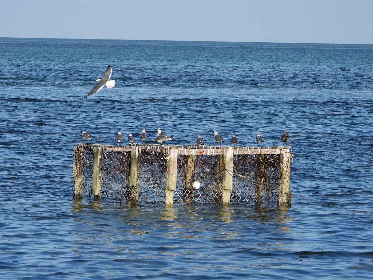שחף צוחק - ML645492893