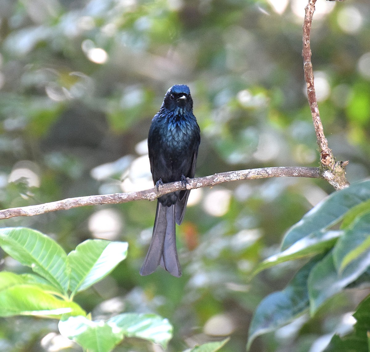 Bronzed Drongo - ML645492896