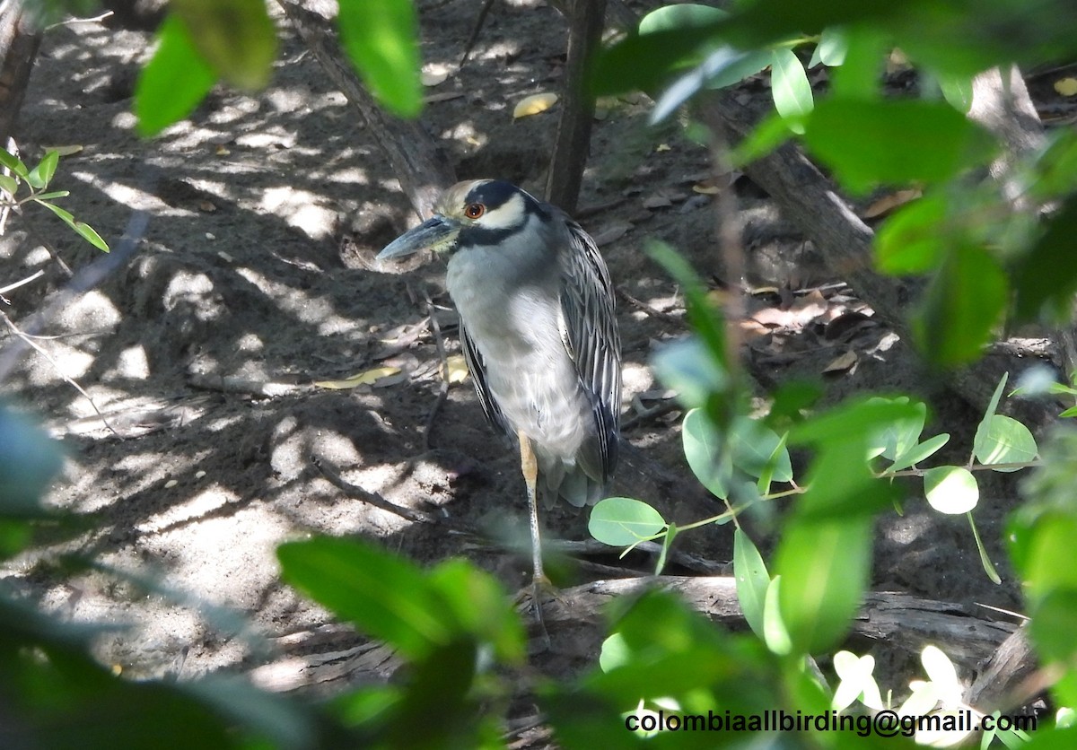 kvakoš žlutočelý - ML645492898