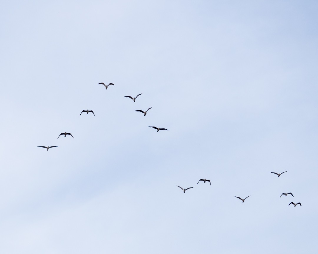 Kelp Gull - ML645492900