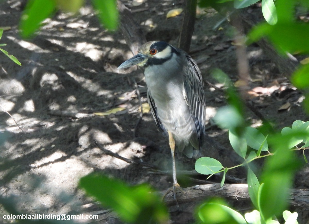 kvakoš žlutočelý - ML645492903