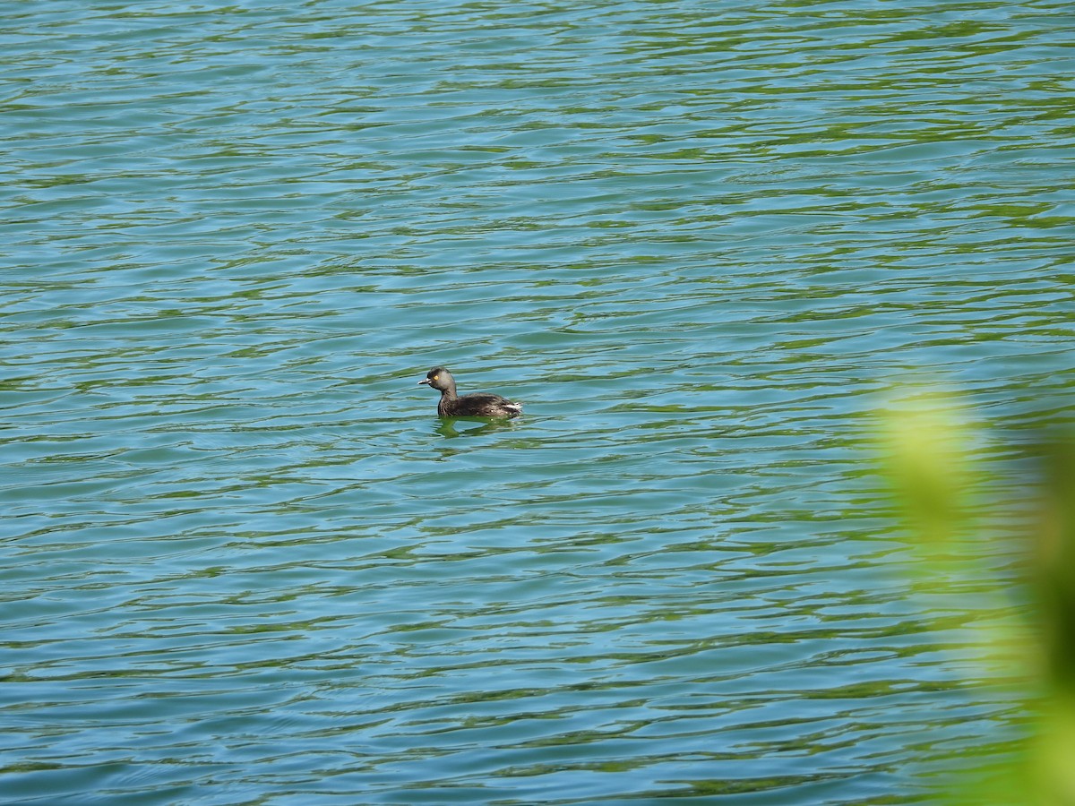 Least Grebe - ML645492904