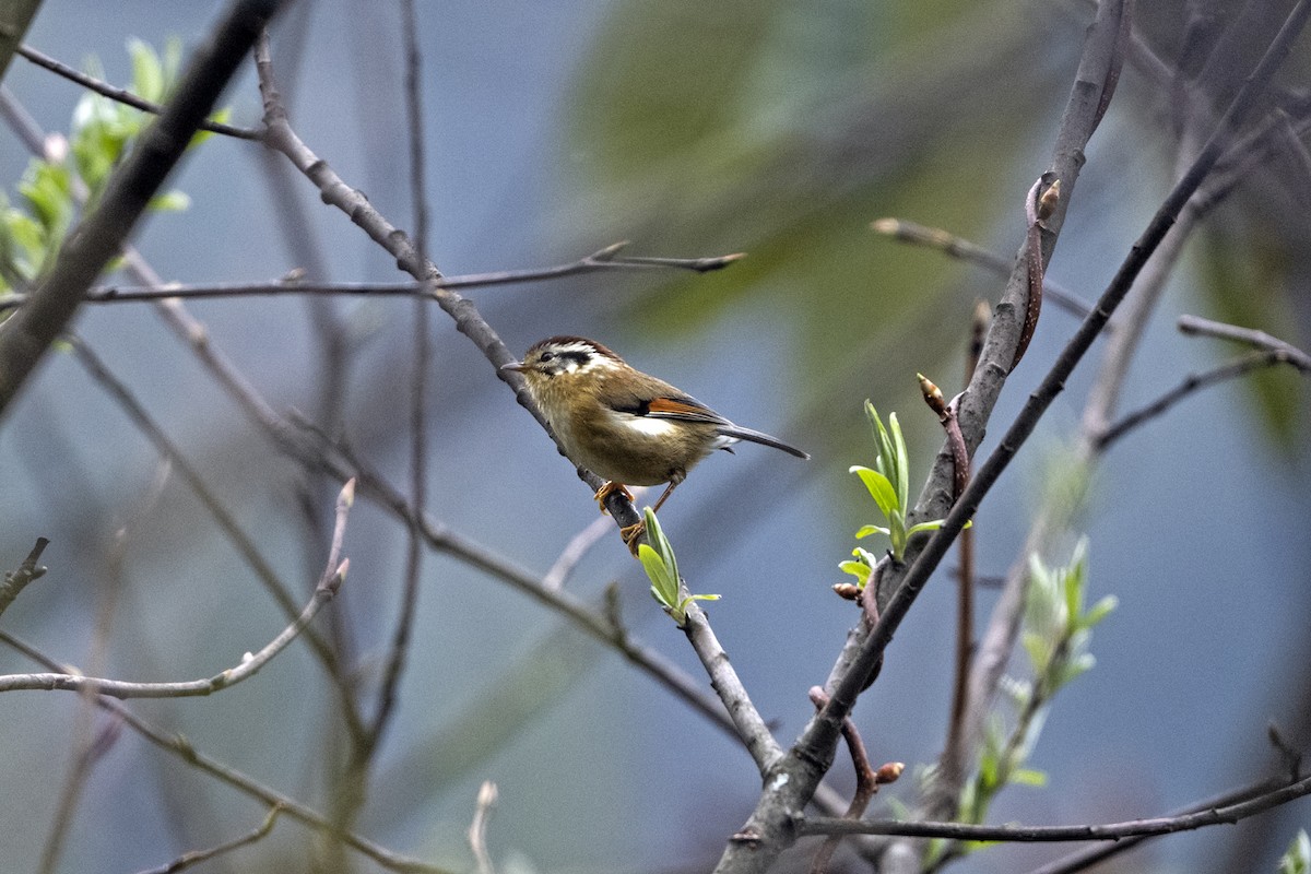 Rufous-winged Fulvetta - ML645492906